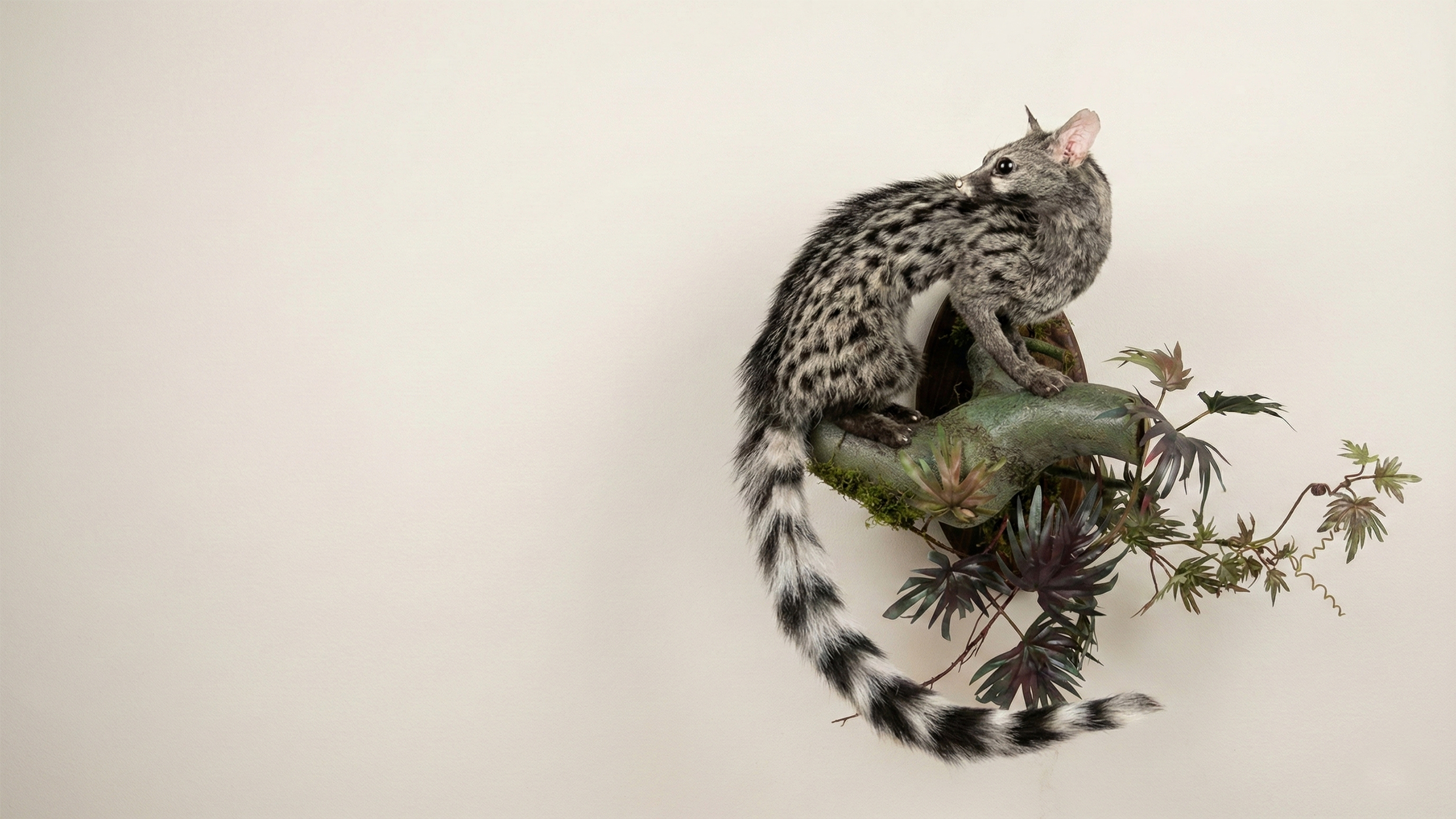 Taxidermy artwork – preserved wildlife specimen